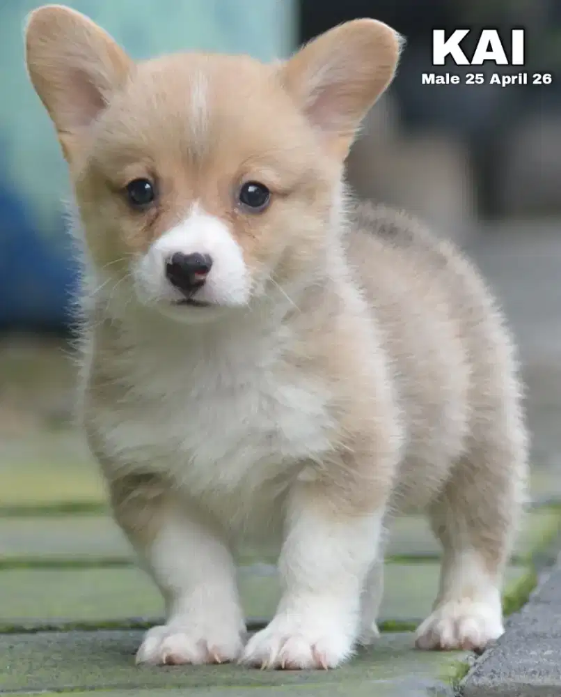 Corgi shorthair sable jantan •KAI•