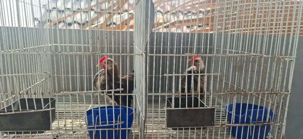 ayam serama jantan 1.5 bulan