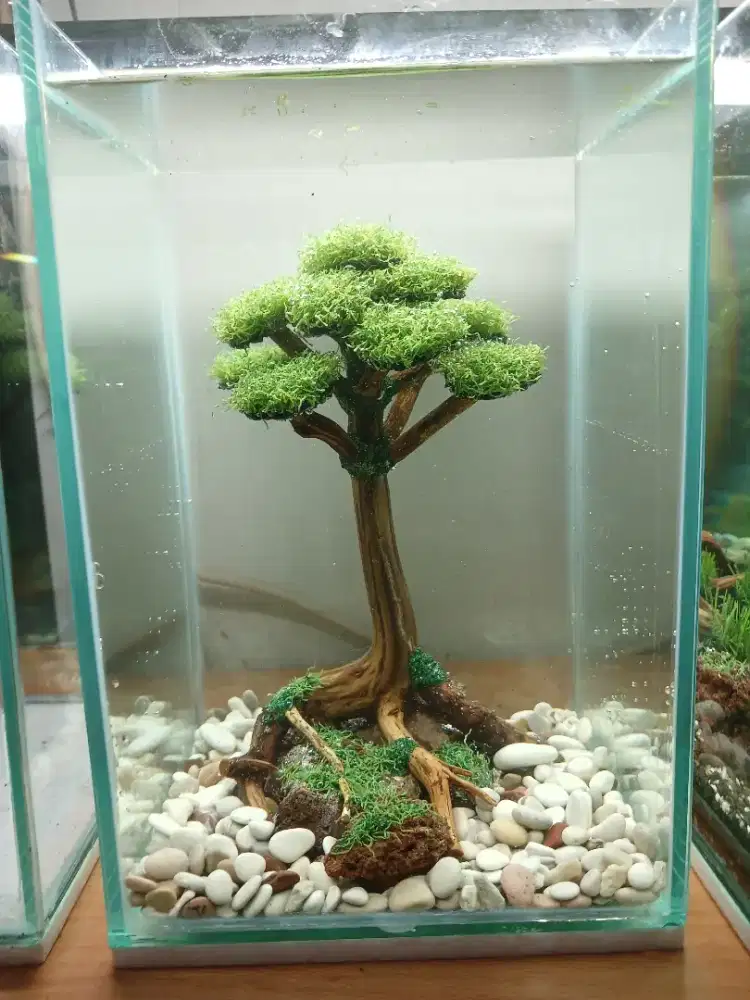 Aquarium akuarium mini bisa buat cupang