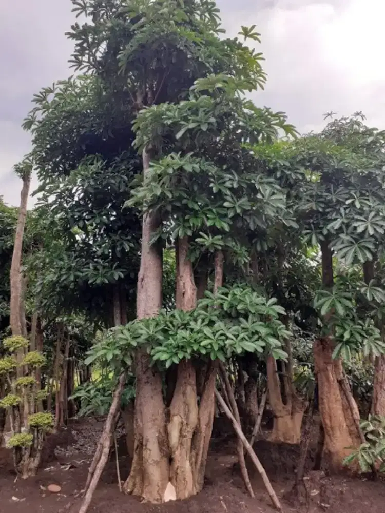 Pohon pule pohon pelindung pohon korma pohon bonsai dll ##