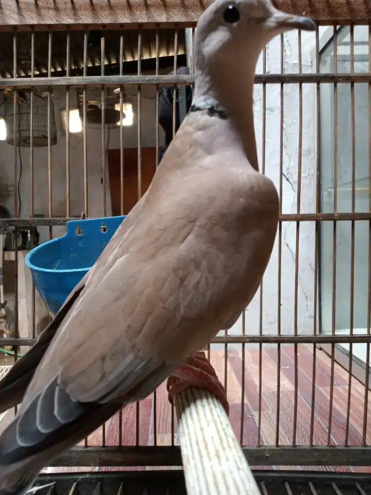 Burung puter jantan