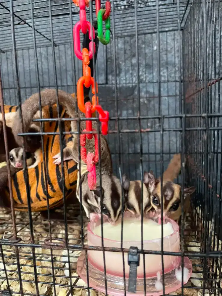 Edisi Pensiun Sugar Glider Classic Grey