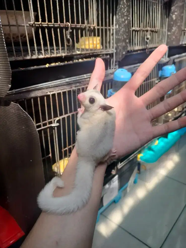 Sugar Glider Mozaik
