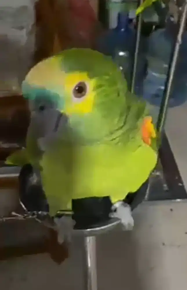 Burung Blue Fronted Amazone Talking Hallo