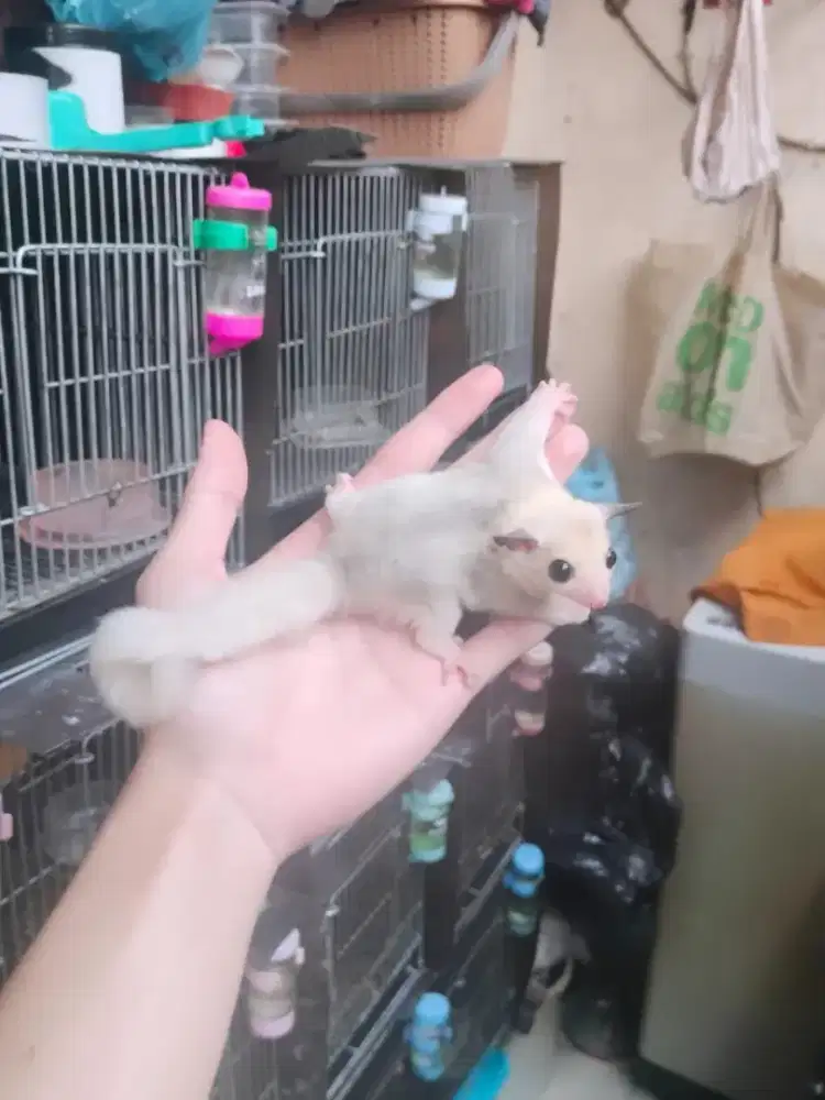 Sugar Glider Mozaik