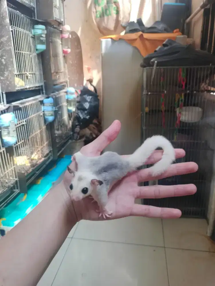 Sugar Glider Mozaik