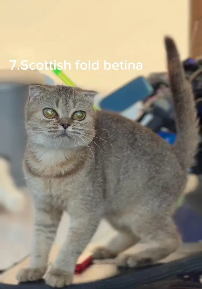 Kucing scottish fold bsh golden betina
