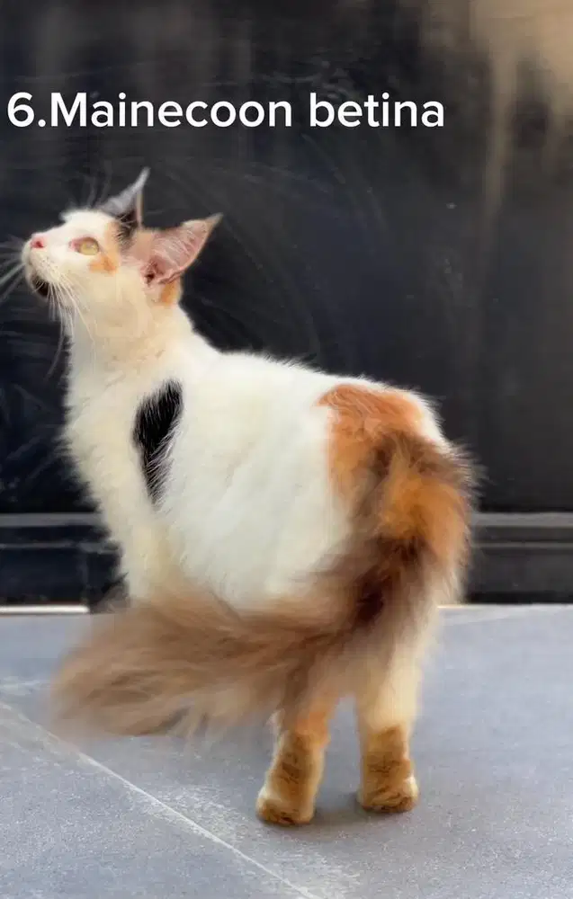 Kucing Mainecoon pure betina big size