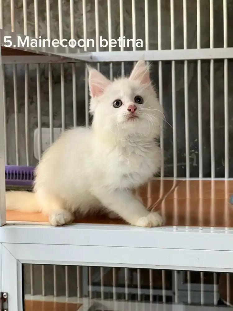 Kucing Mainecoon pure white solid betina big size
