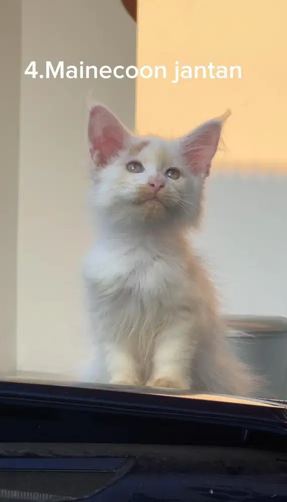 Kucing Mainecoon pure jantan big size