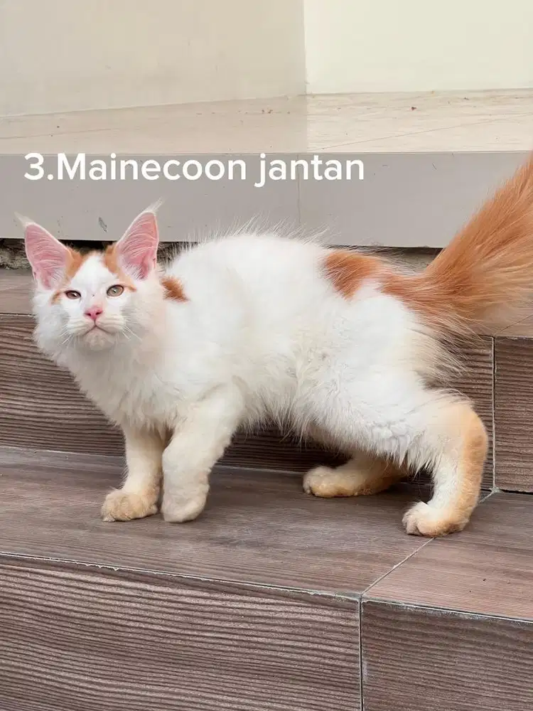 Kucing Mainecoon pure jantan big size