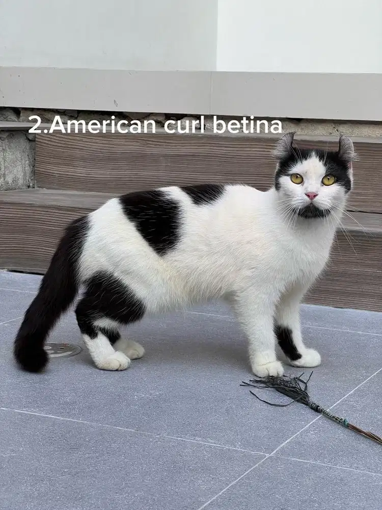 Kucing american curl betina