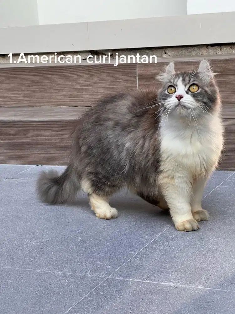 Kucing american curl jantan