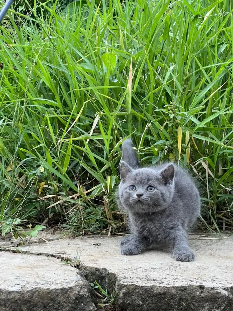 Kucing british shorthair betina