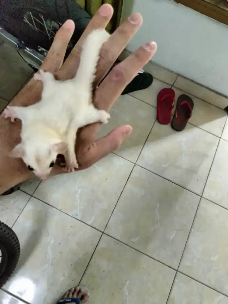 Sugar glider leucistic Joey betina