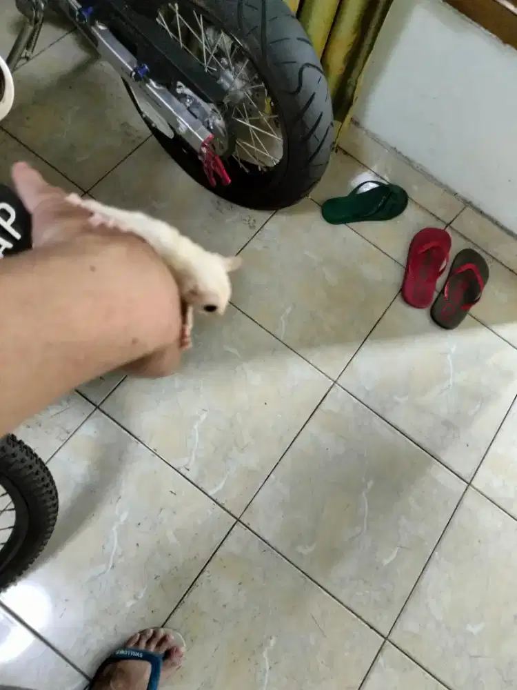 Sugar glider leucistic Joey jantan