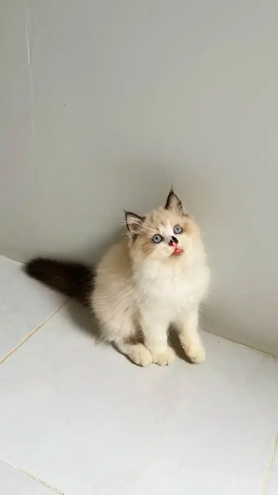 Kucing Ragdoll Jantan