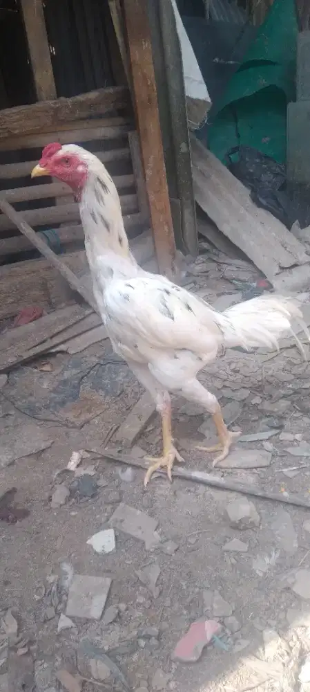 Ayam bangkok(pamangon) usia 6 bln