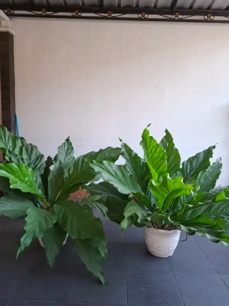 Tanaman Hias Gelombang Cinta, borong  2 Pot