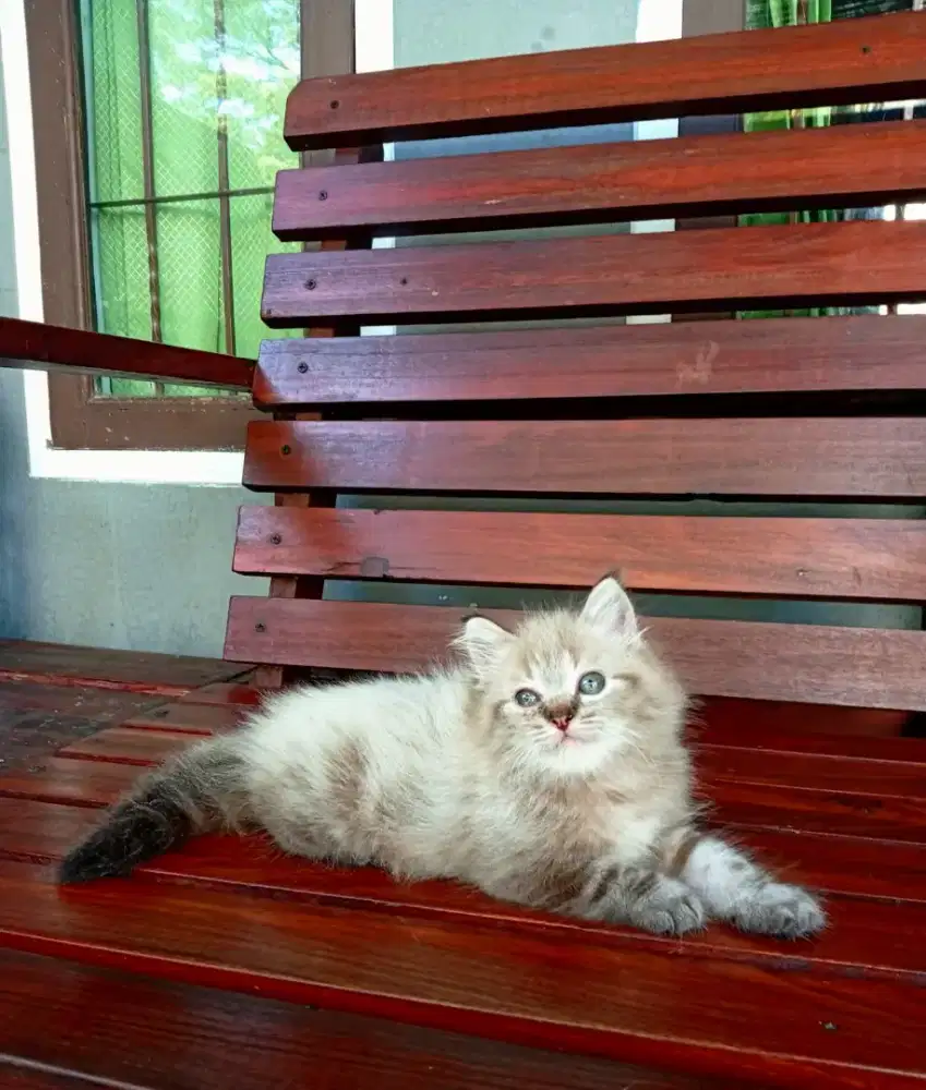 Kucing himalaya