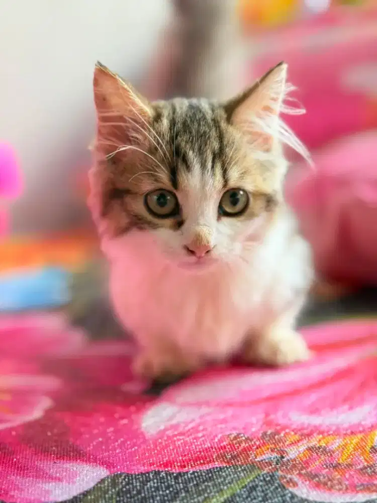 Munchkin Longhair tabby