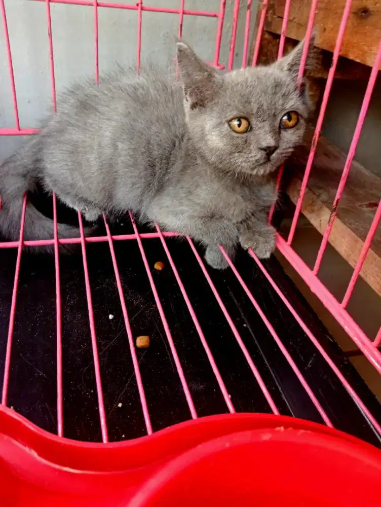 Kucing shorthair