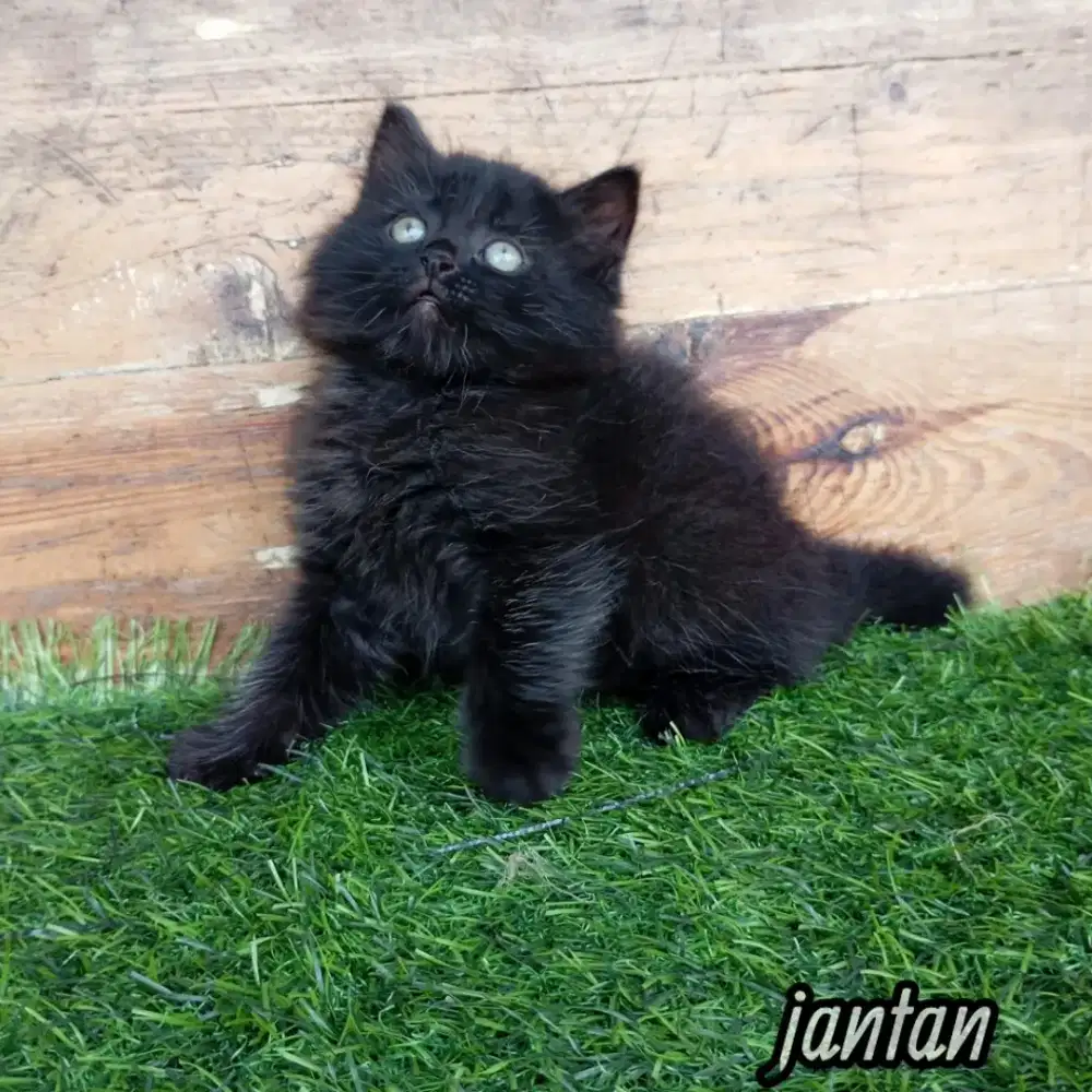Kitten persia Longhair