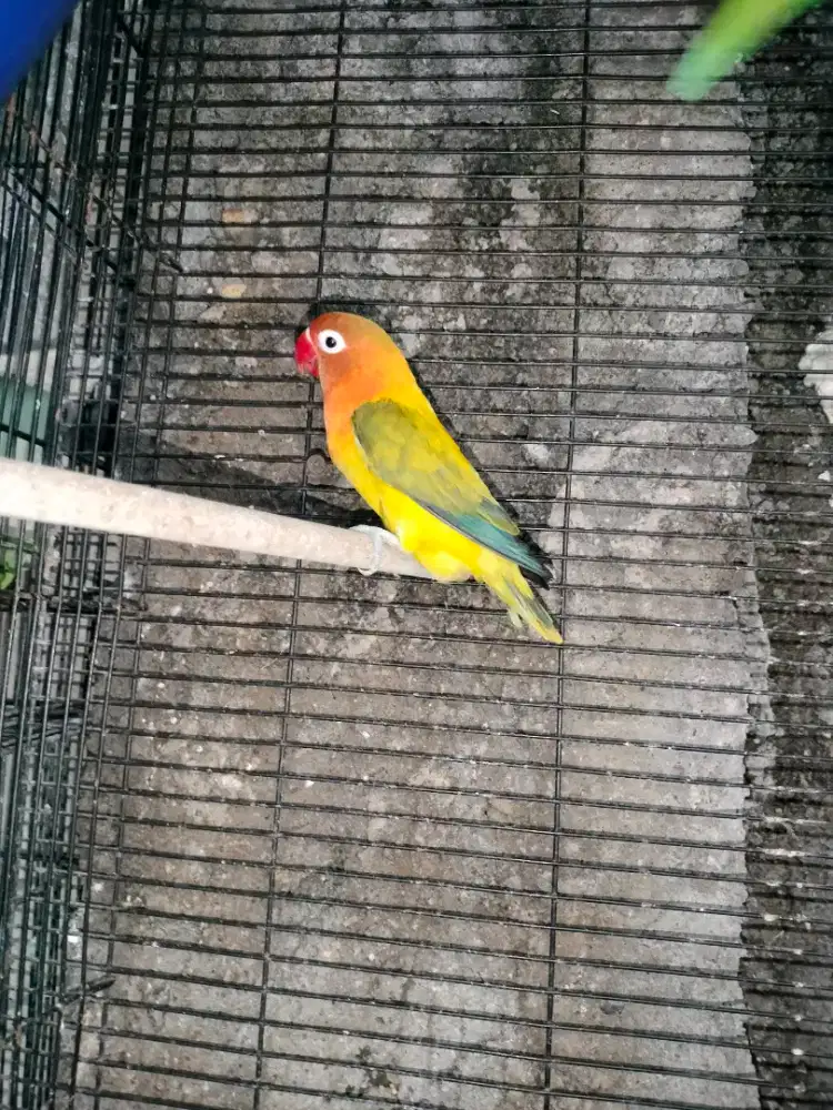 Lovebird Ewing dewasa