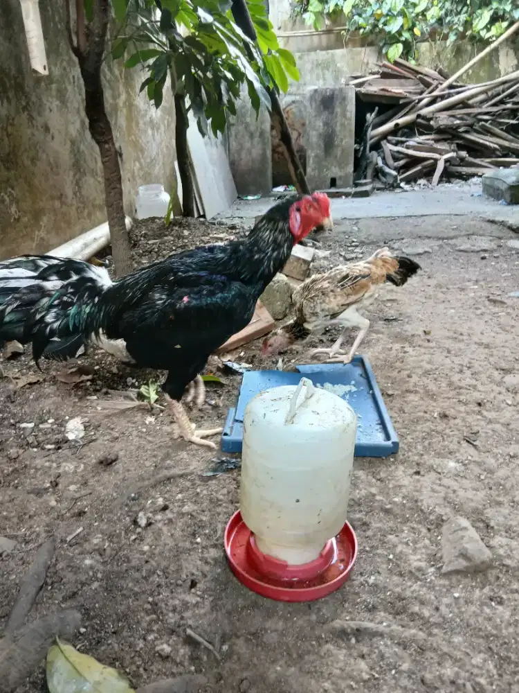 Sepasang bangkok asli