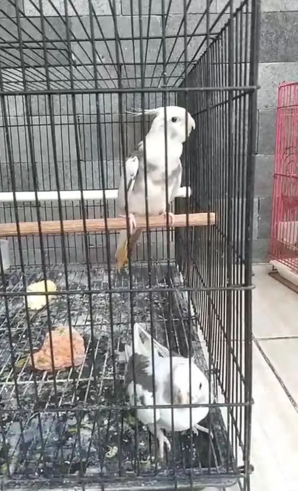 Siapan wf pied x wf pied