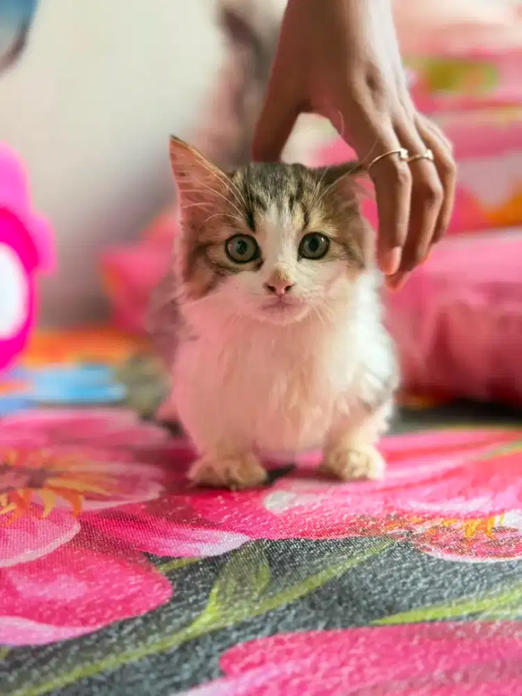 Munchkin Longhair betina