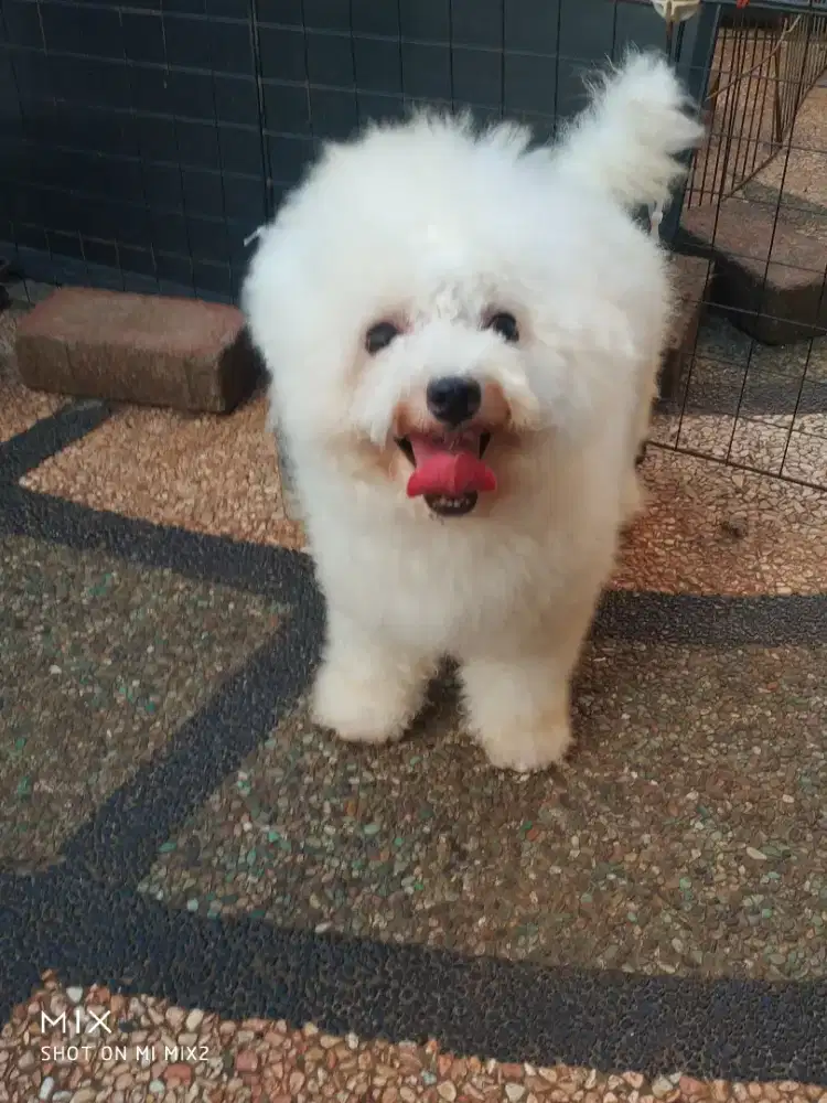Jual Pejantan Mini Bichon frise