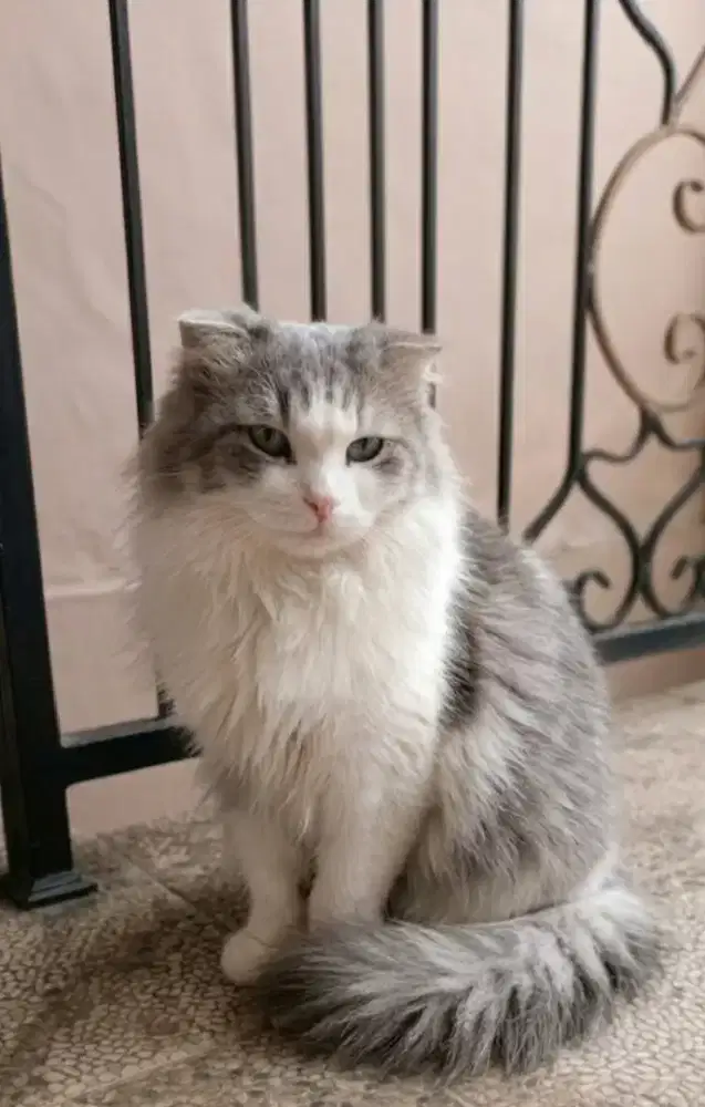 Scottish single fold Longhair jantan