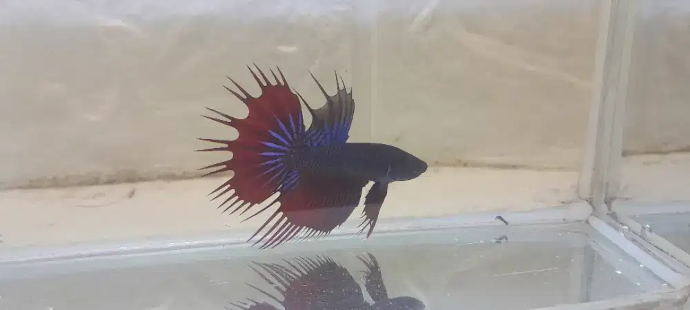 CT Imbelis ( Wild Betta )