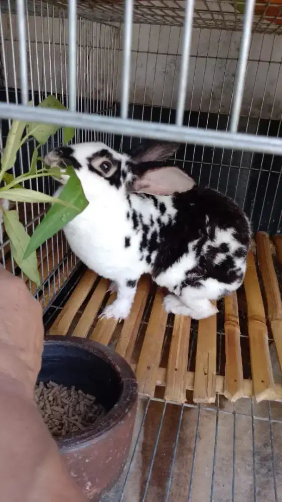 Di Jual Kelinci Rex