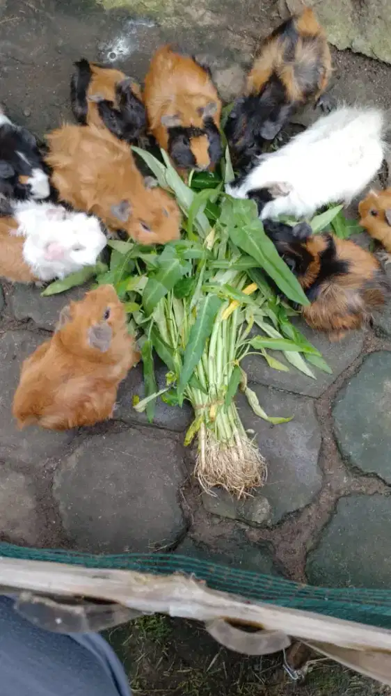 Marmut gembul bulu lebat