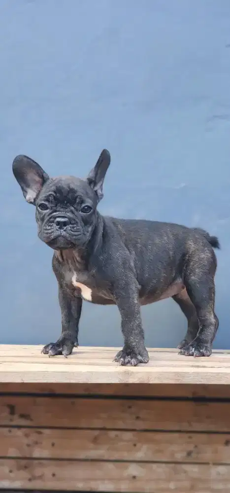 French bulldog betina