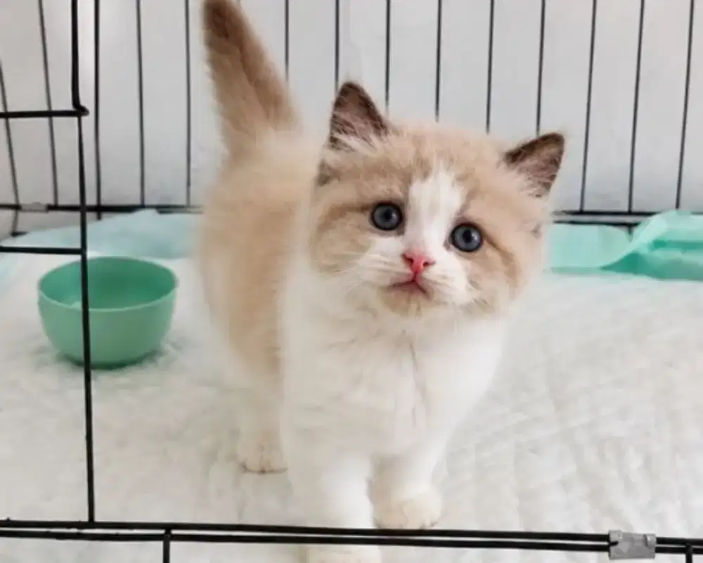 Ragdoll female Bloodline import