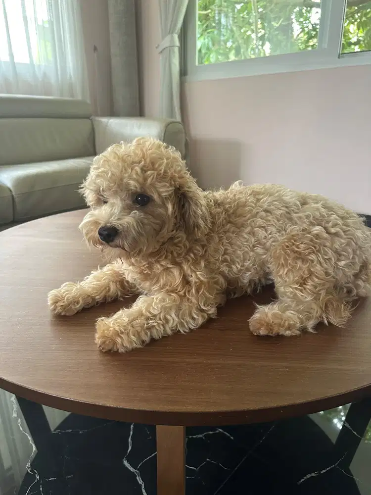 OPEN ADOPSI ANJING ️ Mencari Keluarga yang Bertanggung Jawab dan
