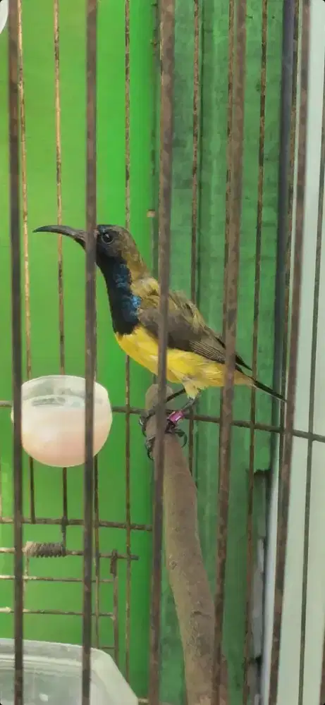 Burung kolibri sogun