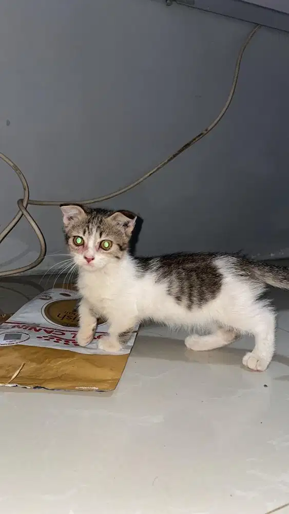 Munchkin x Scottish