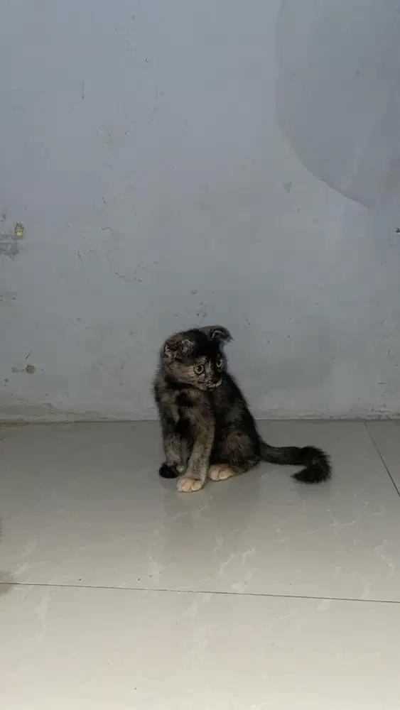 Scottish fold black tortie