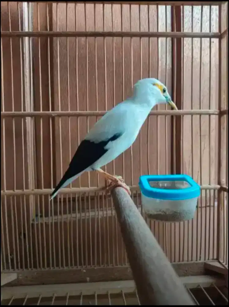 Burung jalan putih