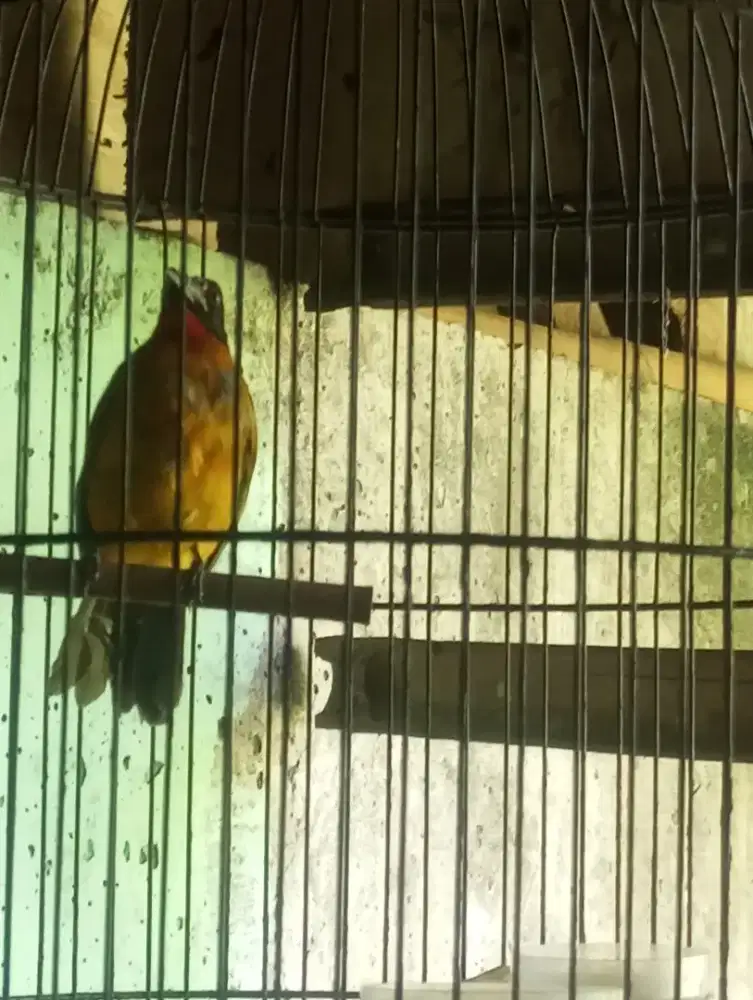 kutilang mata merah jantan suara kenceng .