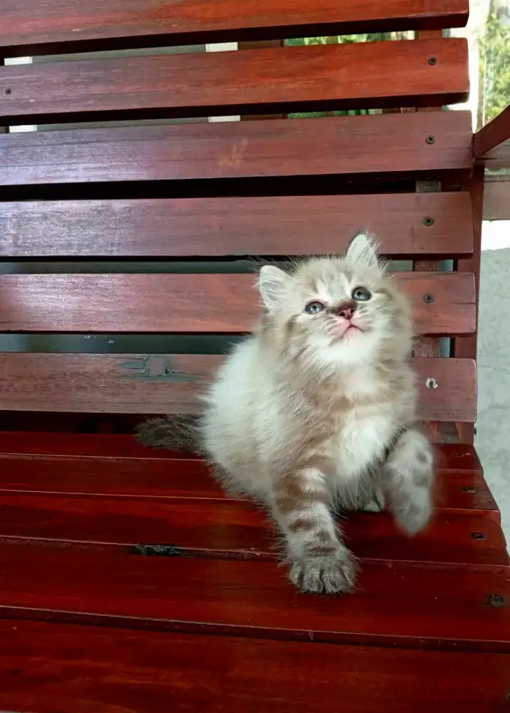 Kucing Himalaya