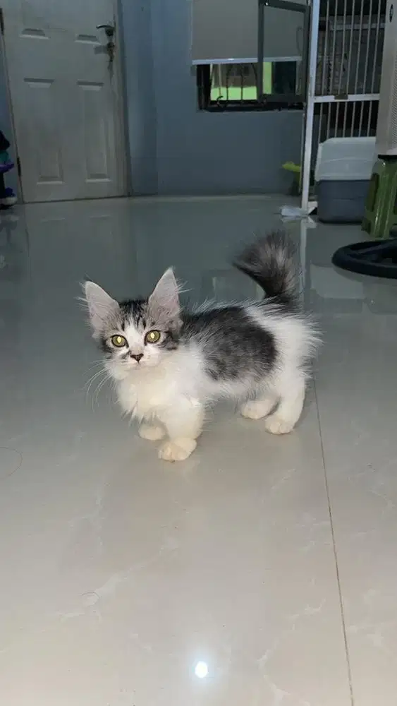 Munchkin long hair