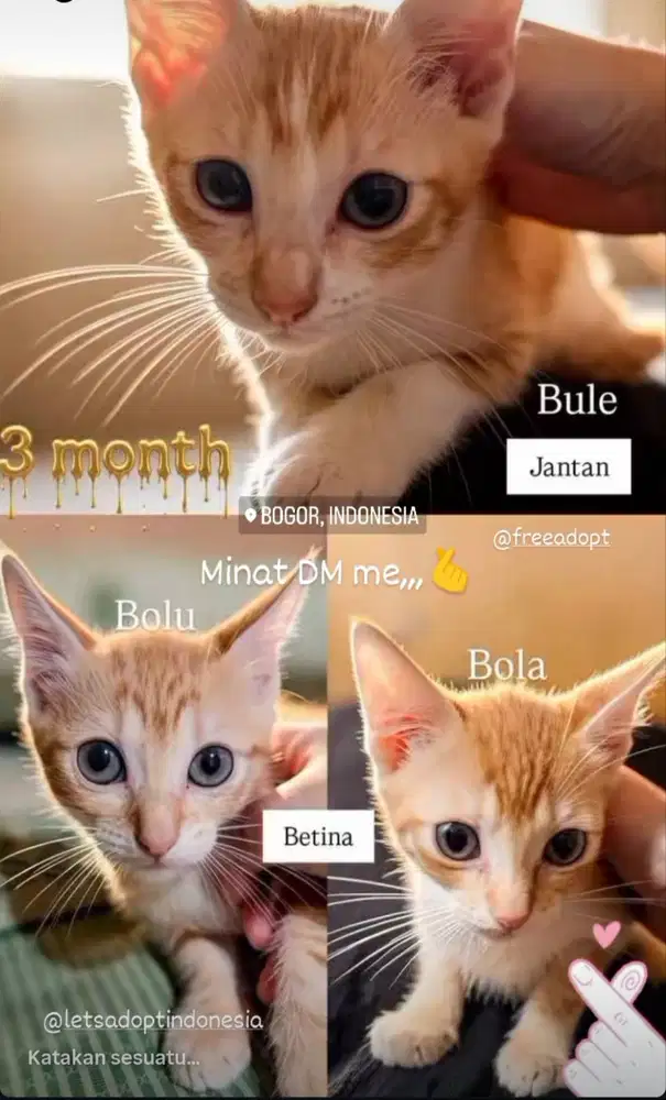 Adopsi anak kucing