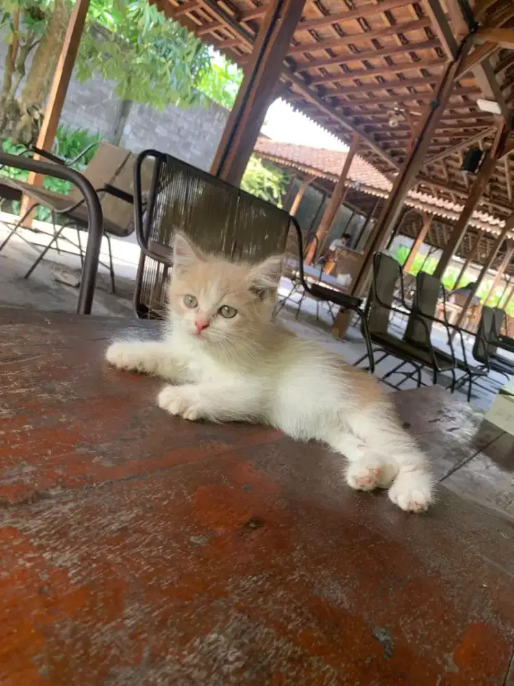 kucing BSH X NORWEGIA