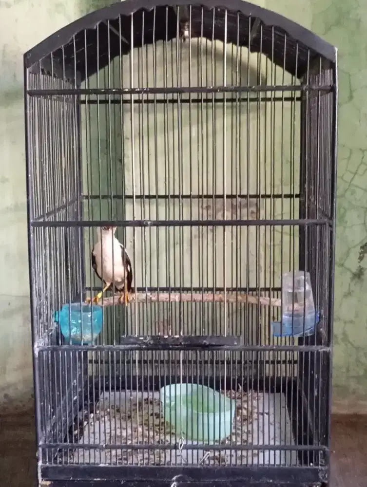 Sangkar burung beserta isinya murah