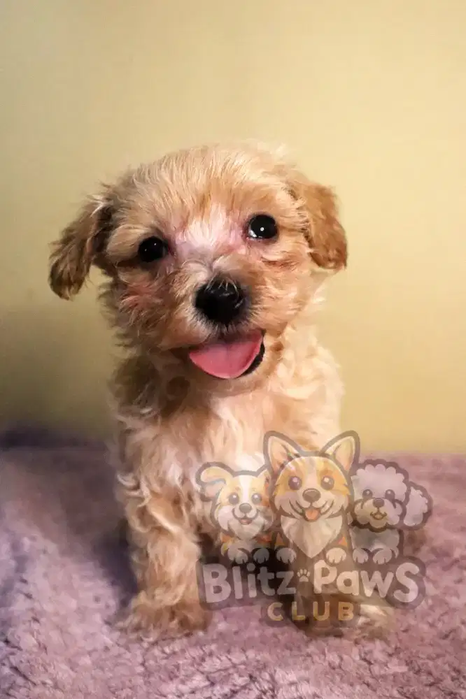 For Sale Maltipoo Puppies
